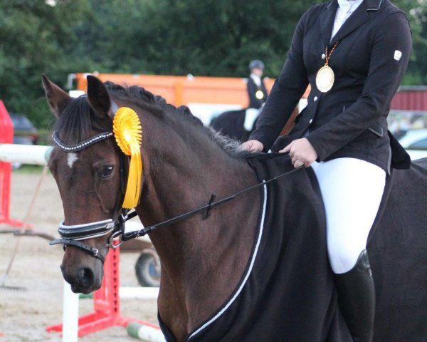 Springpferd Jelo (Deutsches Reitpony, 2004, von Marquis AA) Springpferd Jelo (Deutsches Reitpony, 2004, von Marquis AA)