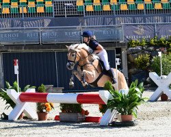dressage horse Wild Boy (Haflinger, 2016, from liz.481/T Wulkan)