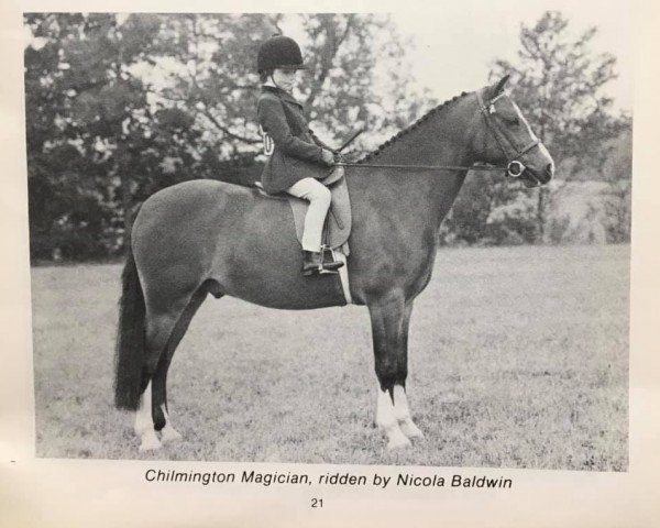 horse Chilmington Magician (Welsh mountain pony (SEK.A), 1970, from Dalhabboch Magic Flute)