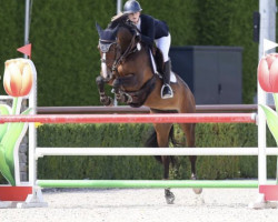 jumper Major Obos (Irish Sport Horse, 2011, from Major Gold)
