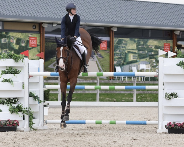 jumper Chico de Llamosas (Spanish Sport Horse, 2010, from Lord Z)