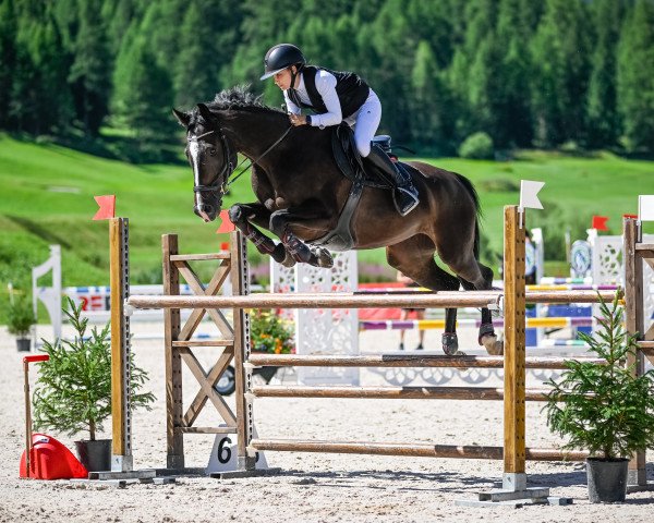 jumper Layenda CH (Swiss Warmblood, 2010, from Landjuweel St Hubert)