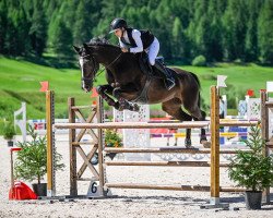 Springpferd Layenda CH (Schweizer Warmblut, 2010, von Landjuweel St Hubert)