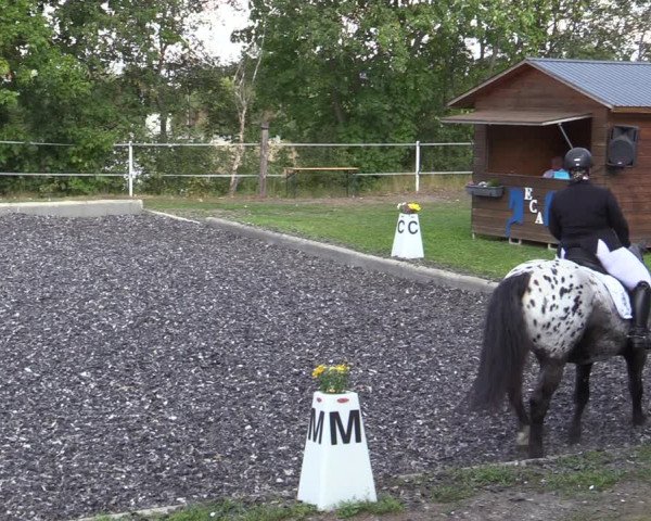 Reitturnier Gerasdorf bei Wien 2023