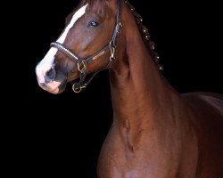 broodmare Summerred SH (Bavarian, 2013, from Don Diamond)