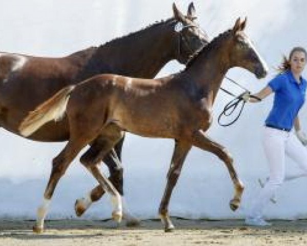 horse Fürstina ZFK (Swiss Warmblood, 2019, from Fürst Toto)