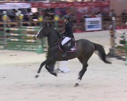 stallion Rimbow de Moens (Selle Français, 2005, from Diamant de Semilly)