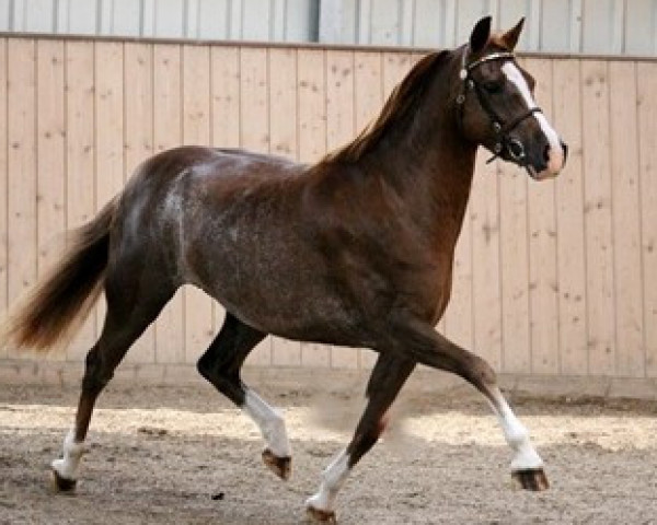 broodmare Trefoil Glance of Fiesta (Welsh-Pony (Section B), 2009, from Trefoil Travis)