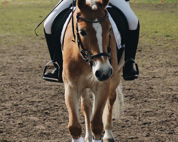 dressage horse Alindo (Haflinger, 2016, from Alphonso) dressage horse Alindo (Haflinger, 2016, from Alphonso)