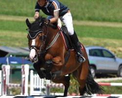 Springpferd Joy 439 (Holsteiner, 2016, von Casall Ask)