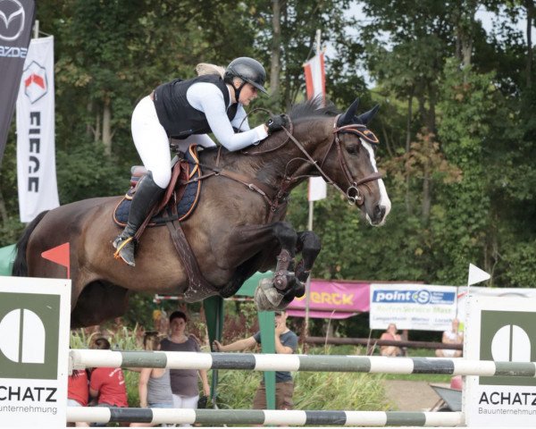 Springpferd Kensington (KWPN (Niederländisches Warmblut), 2015, von Caretino Gold)