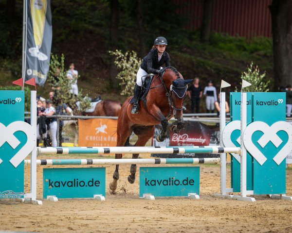 jumper Junior Cis (Belgian Warmblood, 2009, from Excenel V)