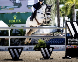 jumper Absolute Du Mio (unknown, 2010, from Mylord Carthago)