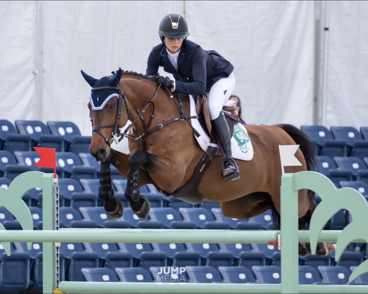 stallion Alvarino 2 (Holsteiner, 2005, from Acodetto I)