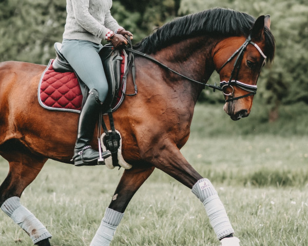 dressage horse Wilhelmina Ixes (Hanoverian, 2011, from Wolkenstein II)