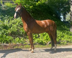 dressage horse Pott's Déjà-Vu (German Riding Pony, 2019, from Dance Away 3)