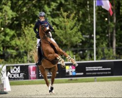 jumper Idylle de Maugre (Belgium Sporthorse, 2014, from Curby du Seigneur)