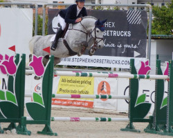 jumper Sam van de Helle (Holsteiner, 2012, from Stakkato)