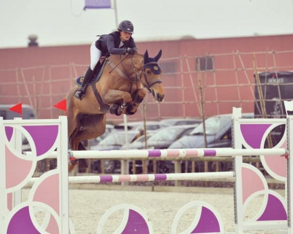 Springpferd Hye (KWPN (Niederländisches Warmblut), 2012, von Viceroy T)
