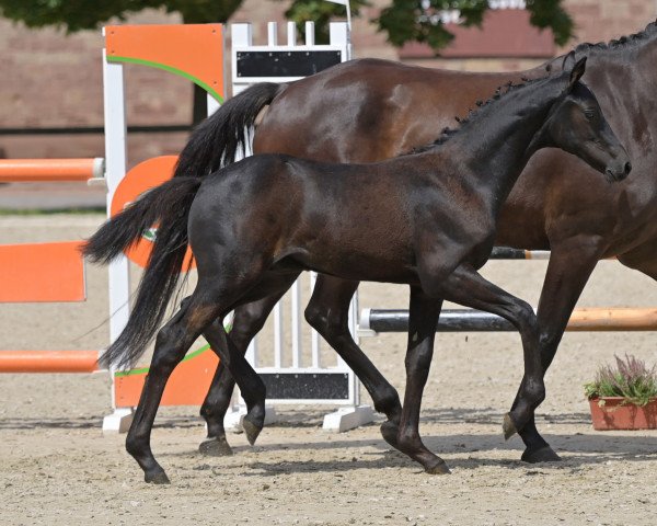 Deckhengst Charly K (Deutsches Sportpferd, 2023, von Corrinaro)