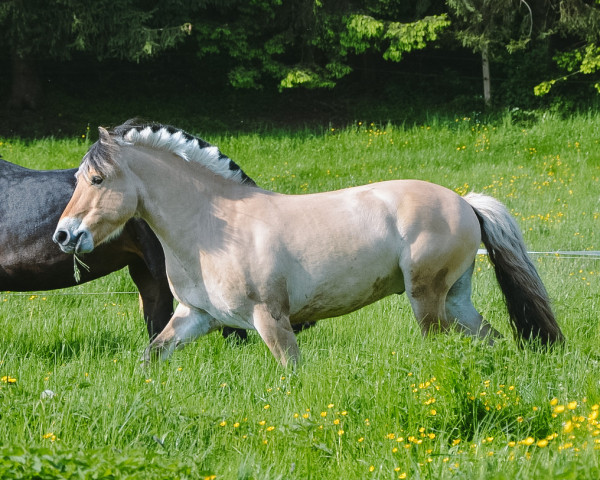 horse Neuensteins Kalle (Fjord Horse, 2017, from Kalino)