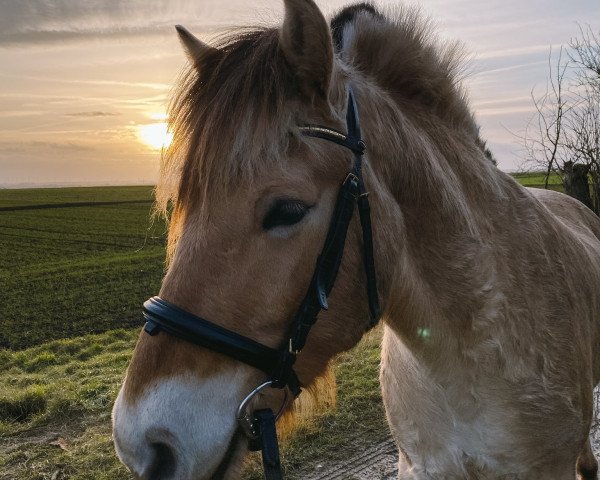 horse Neuensteins Peer (Fjord Horse, 2019, from Pluto)