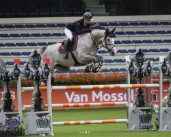 jumper Macy Blue (Swedish Warmblood, 2017, from Zirocco Blue)