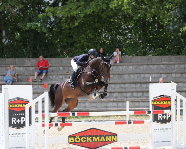 Springpferd Ellestial W (Deutsches Sportpferd, 2018, von Cellestial)