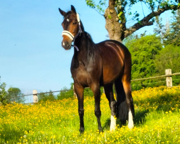dressage horse Giotta 5 (German Sport Horse, 2015, from Goldberg)