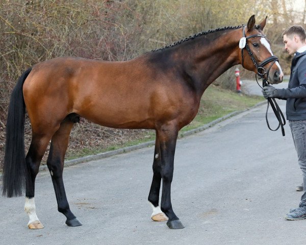 Deckhengst Podarok (Trakehner, 2019, von Pagur ox)
