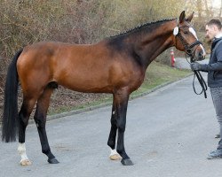 Deckhengst Podarok (Trakehner, 2019, von Pagur ox)