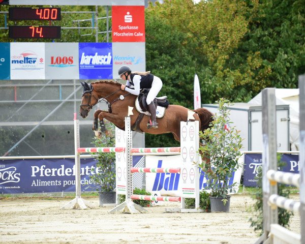 jumper Ikuto (Hanoverian, 2009, from Iberio)