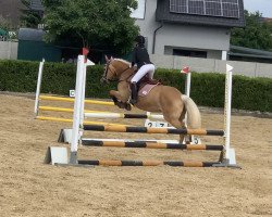 Cavallo da Dressage Bella Havanna 2 (Haflinger, 2012)