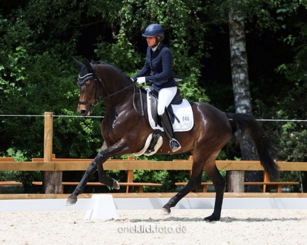 broodmare Dark Chocolate 51 (German Sport Horse, 2017, from Schwarzgold)