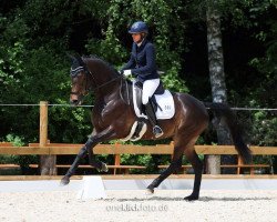 broodmare Dark Chocolate 51 (German Sport Horse, 2017, from Schwarzgold)