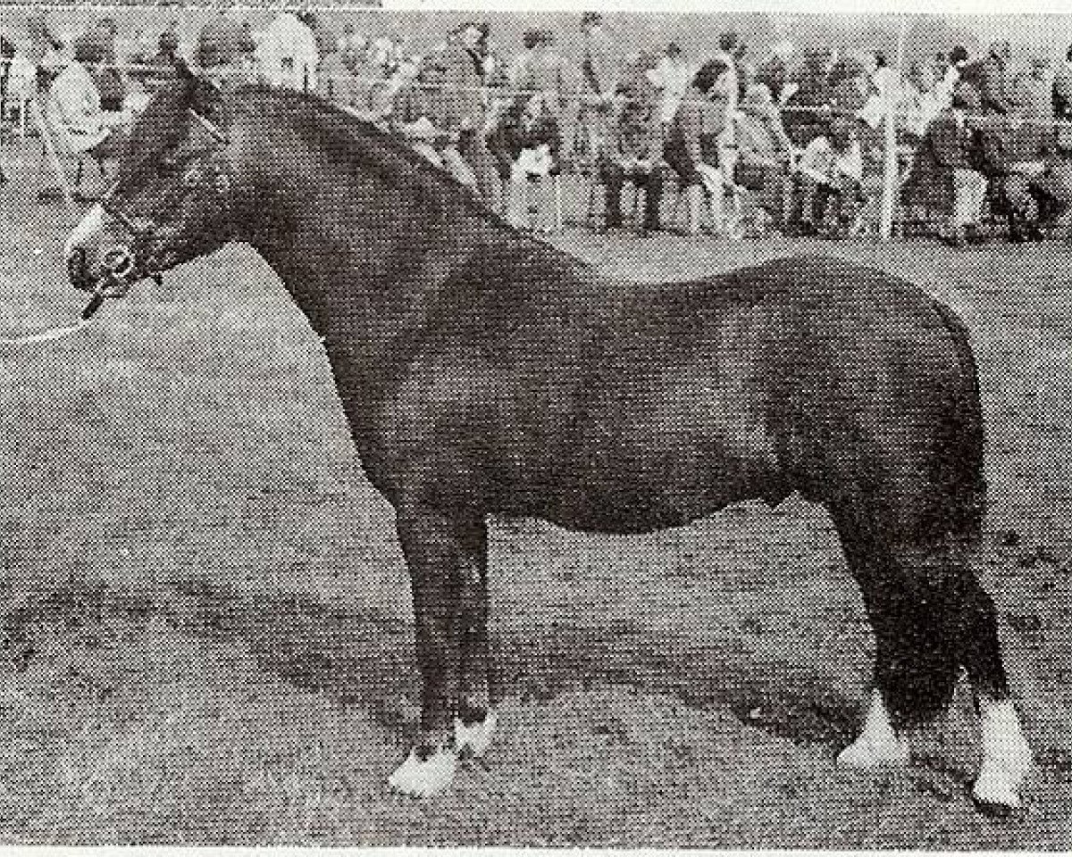 stallion Glenfield Chocolate Soldier (Welsh mountain pony (SEK.A), 1971, from Clan Pip)