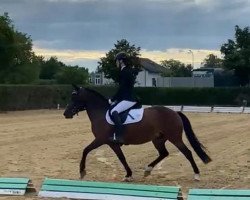 Cavallo da salto Lucy Lou 4 (sconosciuto, 2016)