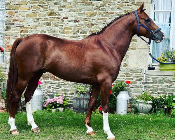stallion Gozzillo du Bary (French Pony, 2016, from Salto de l'Isle)
