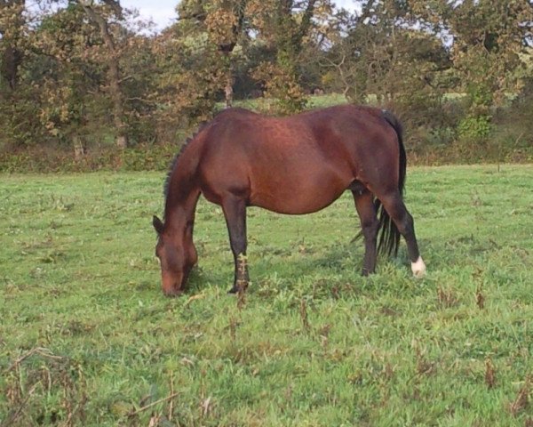 Zuchtstute Gozzilla (Französisches Pony, 1994, von Unbekannt Pony)
