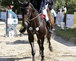 jumper Camaira 3 (Holsteiner, 2013, from Indoctro)