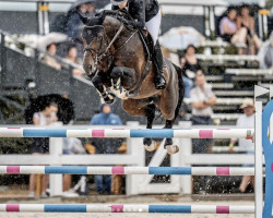 jumper Dalton de Tiji (anglo european sporthorse, 2015, from Don't Touch Tiji Hero)