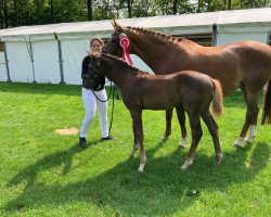 Pferd Creed S (Westfale, 2023, von Coeur Rouge)