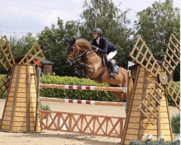 jumper Arizona (KWPN (Royal Dutch Sporthorse), 2005, from Riverman)