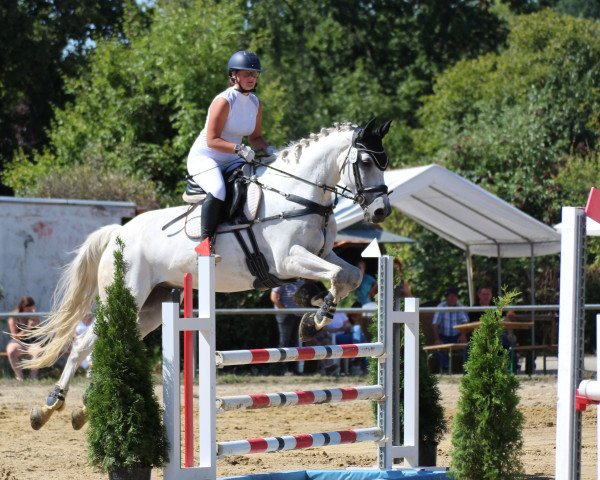 jumper Lucky Socks Hg (Oldenburg, 2012, from Levisonn 208 FIN)
