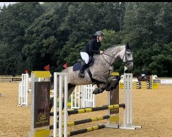 broodmare California (German Sport Horse, 2018, from Bossanova 28)