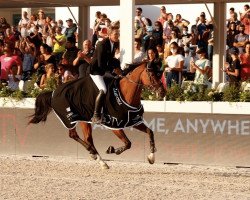 jumper Glamour Girl (KWPN (Royal Dutch Sporthorse), 2011, from Zirocco Blue)