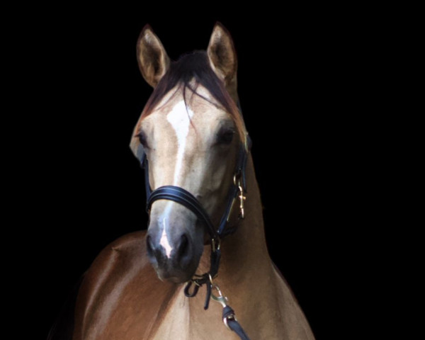 horse Donnerwetter Coco (German Riding Pony, 2022, from Diamond Touch NRW)