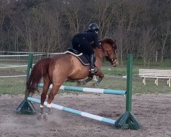 jumper Knirps 12 (Hungarian Warmblood, 2016)
