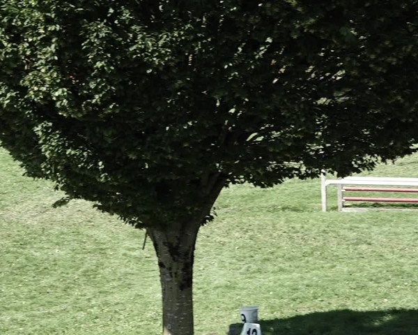 Reitturnier Aadorf 2023
