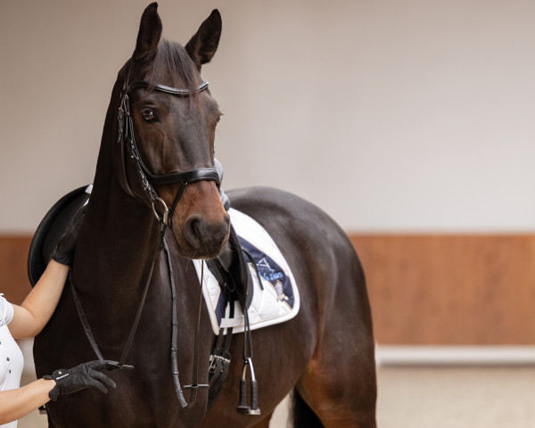 dressage horse Chester Blue (Oldenburg show jumper, 2015, from Chaccato)